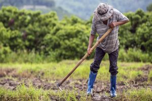 Imagem referente à notícia: Sistema FAEP alerta para alteração na regra para a extensão do prazo das dívidas do crédito rural