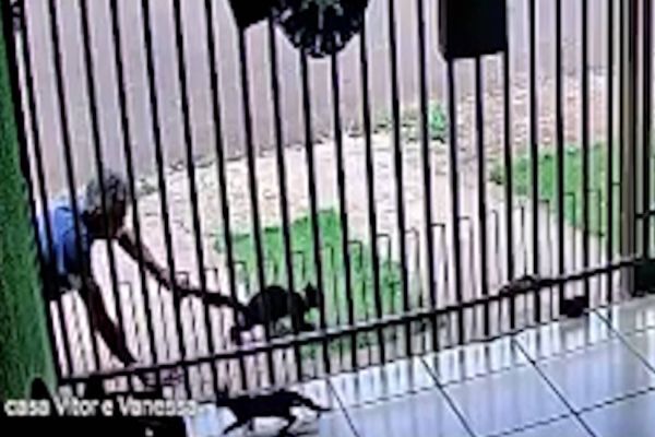 Imagem referente a notícia: Polícia Civil prende homem por violência contra animal em Cascavel