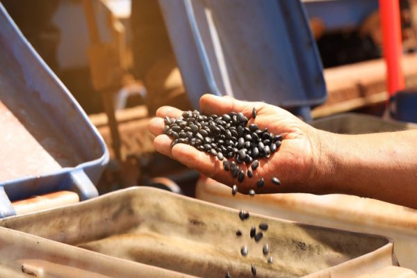 Programa Agricultura Urbana faz plantio de feijão preto em área de Cascavel
