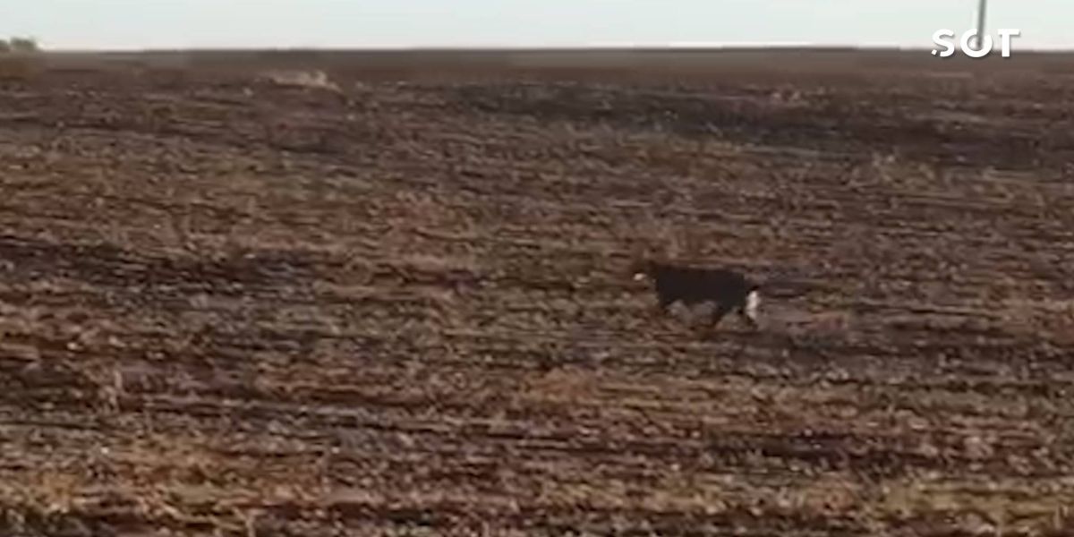 Onça-parda é avistada em propriedade rural de Honório Serpa