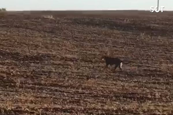 Imagem referente a notícia: Onça-parda é avistada em propriedade rural de Honório Serpa