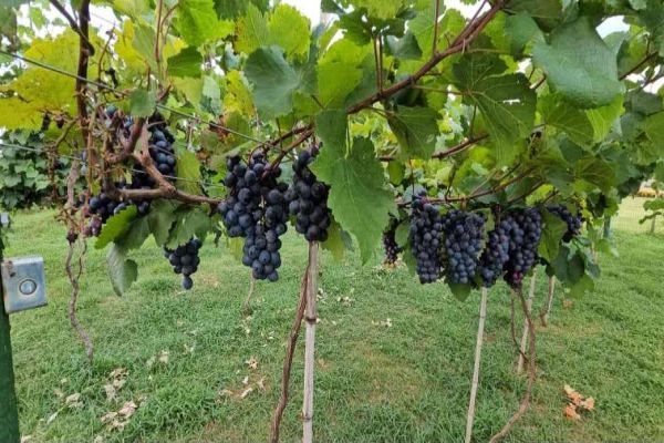 IDR-PR prepara novidades em área de 25 mil metros para o Show Rural