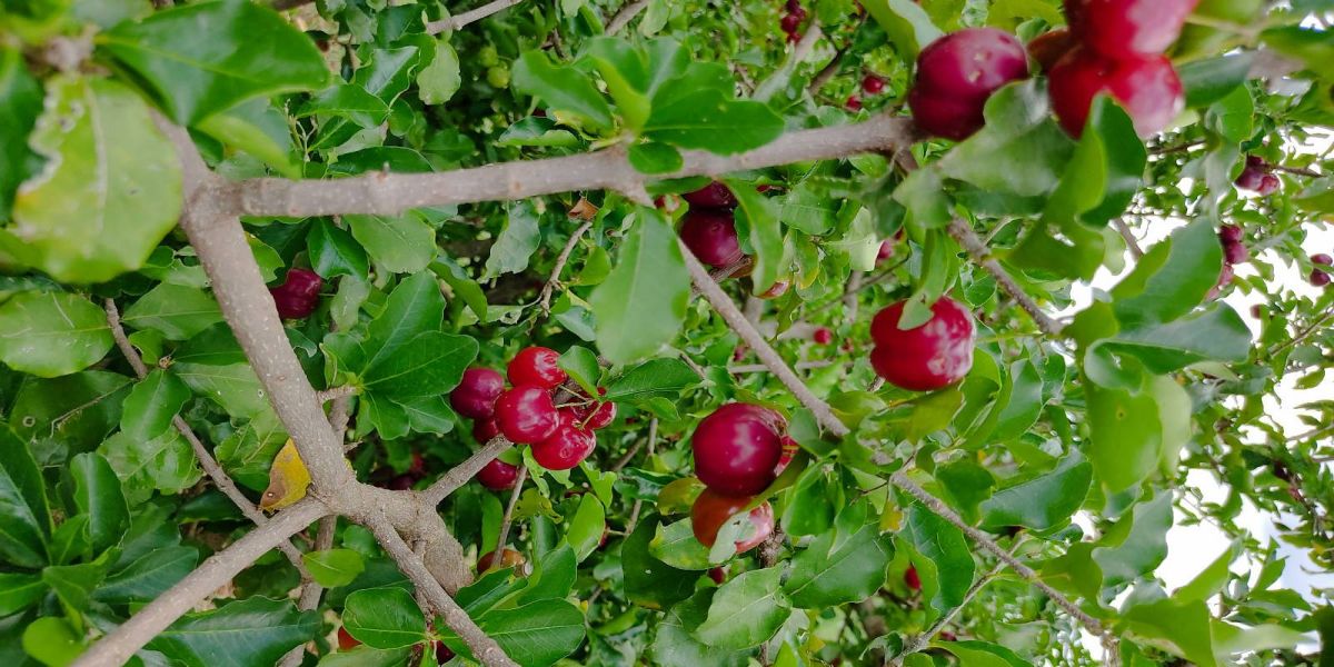 IDR-Paraná leva inovações na fruticultura para o Show Rural Coopavel 2025