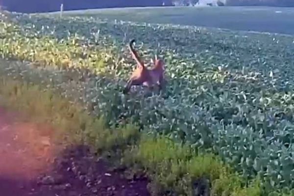 Motorista flagra onça-parda em estrada rural de Campo Erê