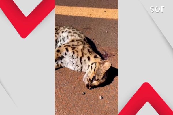 Jaguatirica é encontrada morta na Avenida das Torres, em Cascavel