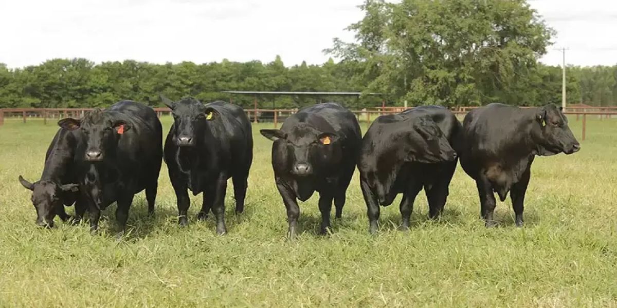 Pecuarista tem 30 novilhas da raça Angus furtadas de propriedade rural no centro-sul do Paraná