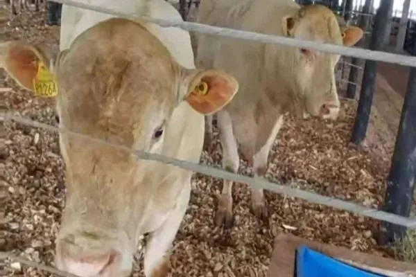 Foto relacionada a notícia: Genética de ponta e inovação vão ser as atrações na área pecuária