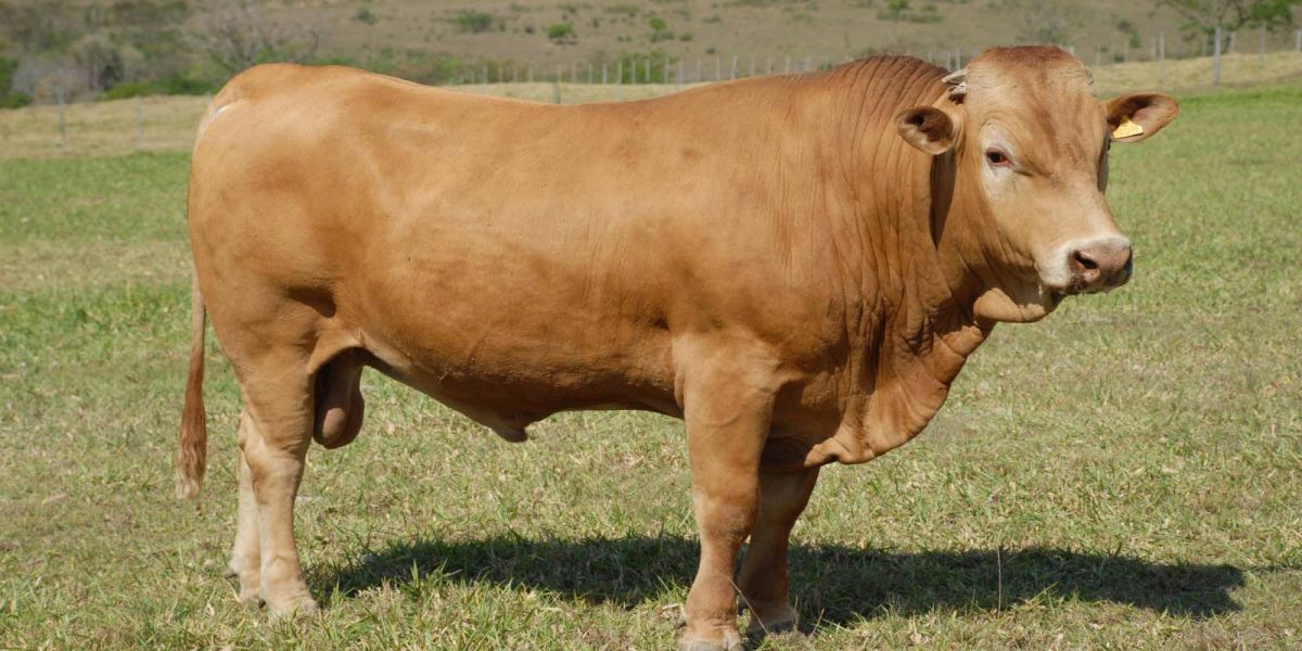 Purunã: raça de gado paranaense será destaque mais uma vez no Show Rural