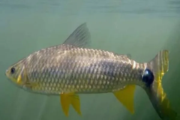 Foto relacionada a notícia: Pesquisador da UEL analisa evolução de família de peixes de água doce da América do Sul