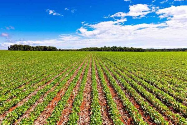 Novo manejo para doenças na soja: BASF leva lançamentos ao Show Rural Coopavel