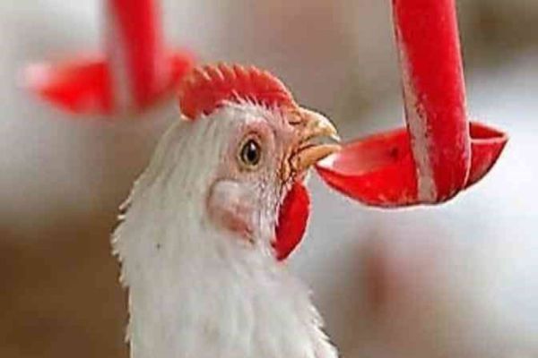 CTA mostra tecnologias inéditas e importância da água à avicultura