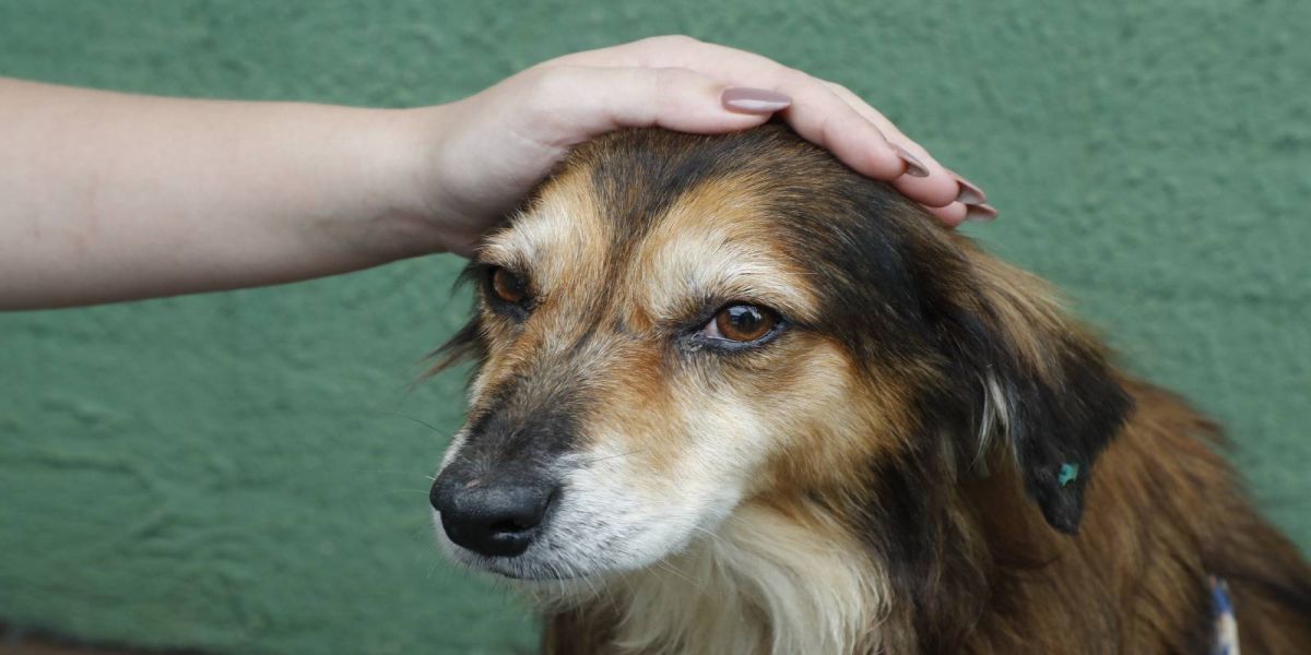 Vereadores de Cascavel propõem desconto no IPTU para quem adotar um pet