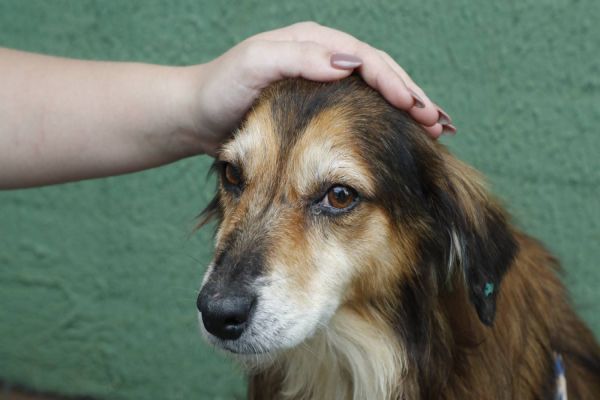 Vereadores de Cascavel propõem desconto no IPTU para quem adotar um pet