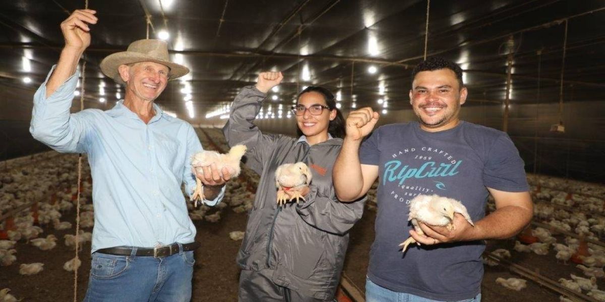 Copacol paga novo recorde na avicultura: cooperado recebe R$ 2,54 por frango