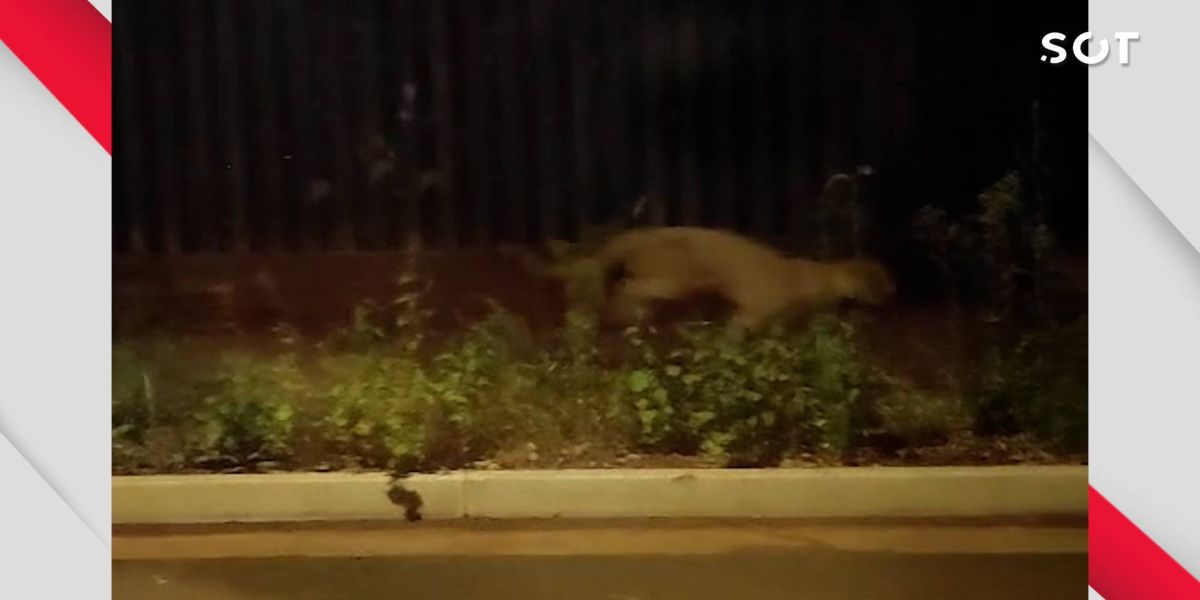 Onça-parda causa surpresa e preocupação em bairro de Cascavel