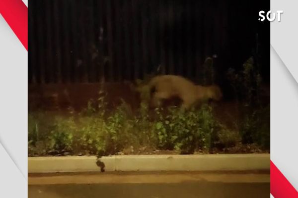 Imagem referente a notícia: Onça-parda causa surpresa e preocupação em bairro de Cascavel