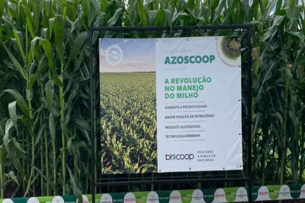Coopavel e Embrapa lançam novo inoculante para a cultura do milho