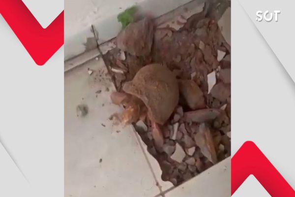 Jabuti é encontrado vivo após 10 anos soterrado em casa de moradora de Itacajá