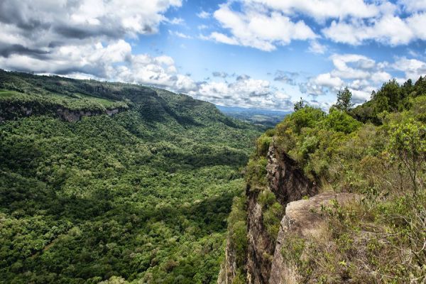 Imagem referente a notícia: Paraná registra queda de 73% no desmatamento da Mata Atlântica em 2024