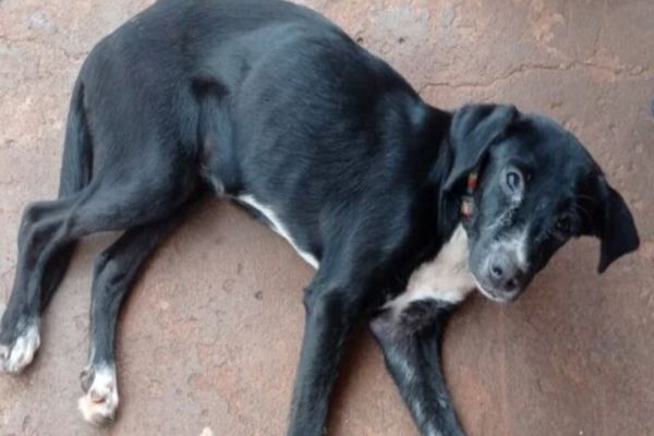 Coordenadoria de Proteção Animal registra flagrante de maus tratos em Toledo