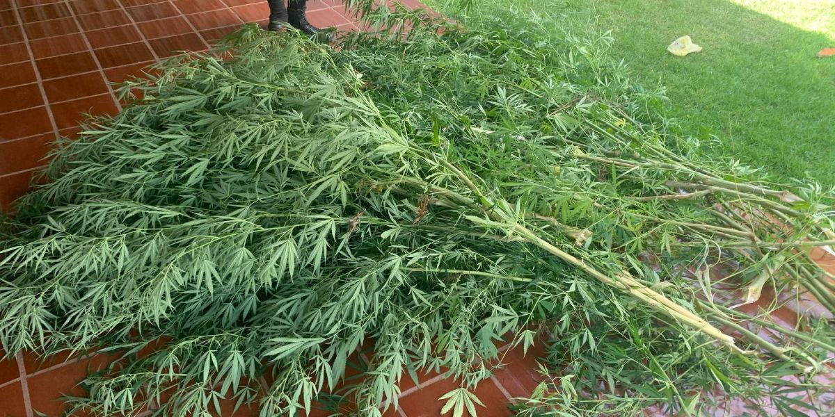 Guarda Municipal apreende Pés de Maconha em residência no Bairro Universitário, em Cascavel