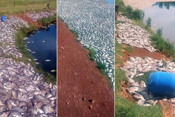 Queda de energia causa morte de 55 Mil peixes e prejuízo de R$ 300 mil em Cascavel