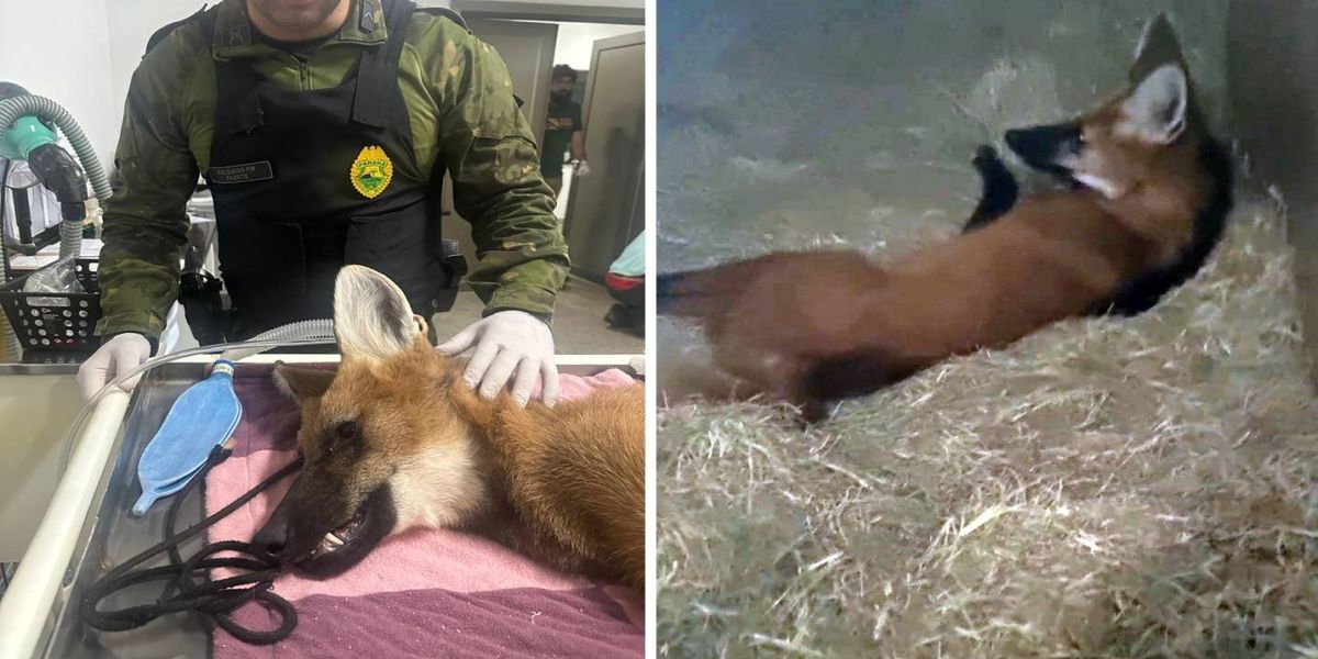 Lobo-guará é resgatado em estacionamento de restaurante em Foz do Iguaçu