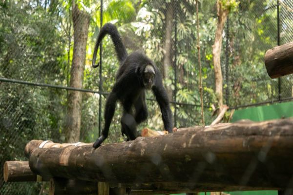 Dia dos Animais é comemorado com novo recinto no Zoo e sede administrativa do Bem-Estar Animal