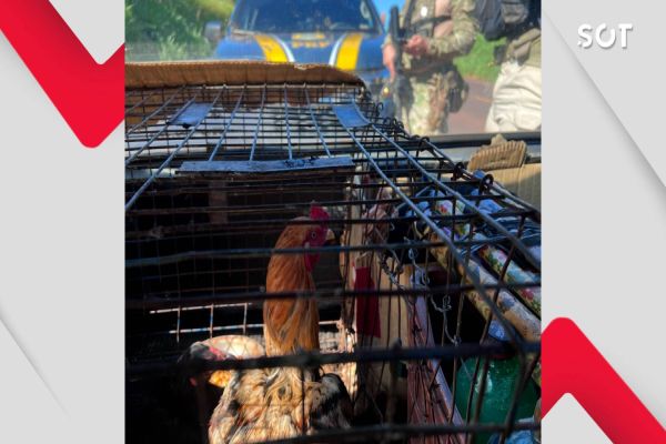 Motorista usa gaiola com galinhas para disfarçar transporte de entorpecentes na BR-369 no Paraná