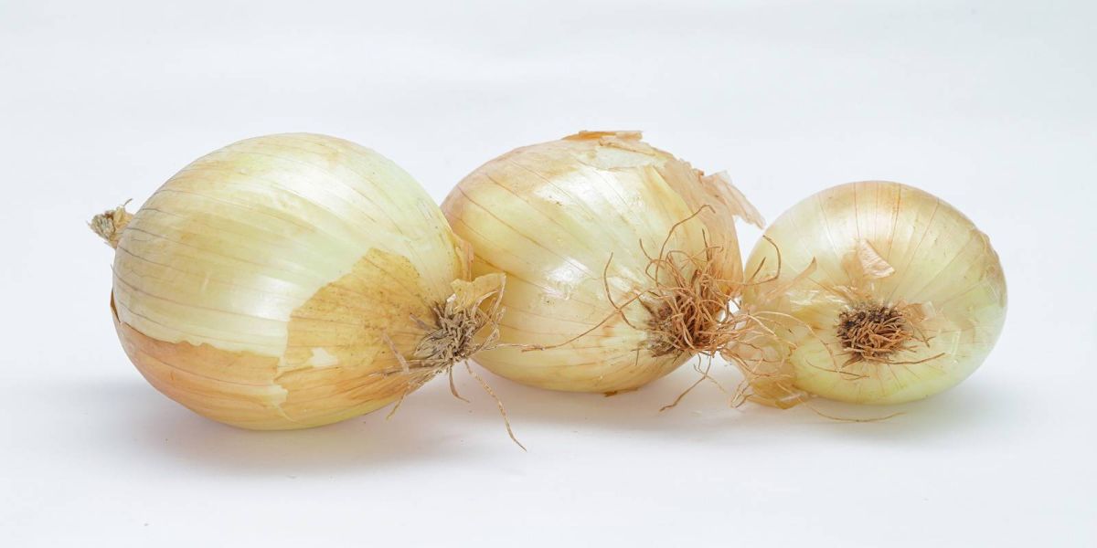 Paraná amplia produção de cebolas em 44% e safra será a melhor dos últimos 10 anos