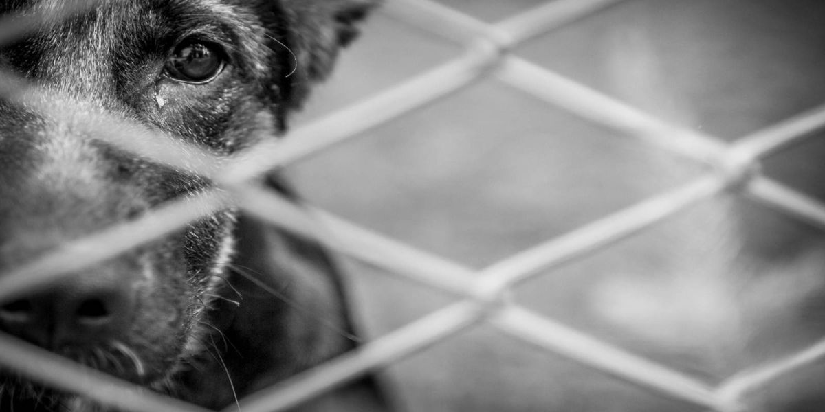 Justiça determina regularização de agropecuária em Toledo após ação do Ministério Público