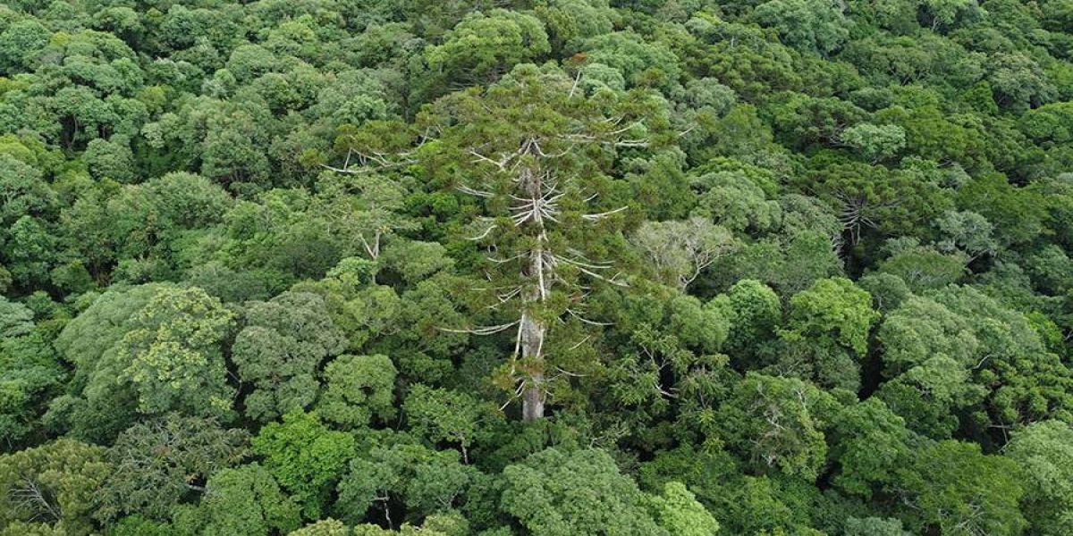 Embrapa clona araucária de cerca de 700 anos que tombou durante temporal no Paraná