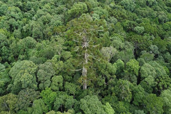 Embrapa clona araucária de cerca de 700 anos que tombou durante temporal no Paraná