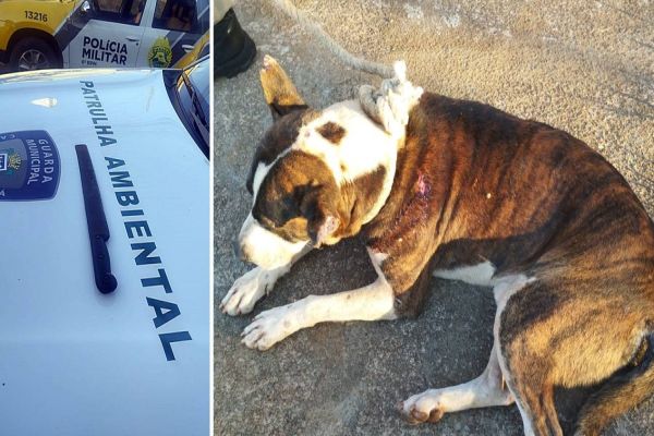 Cão é brutalmente agredido com golpes de facão no Bairro Morumbi e suspeito é detido