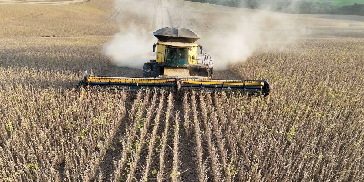 Colheitas de soja e milho ultrapassam 95% das áreas plantadas no Paraná