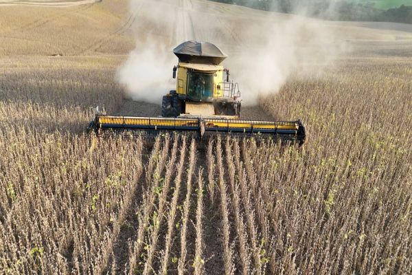 Colheitas de soja e milho ultrapassam 95% das áreas plantadas no Paraná
