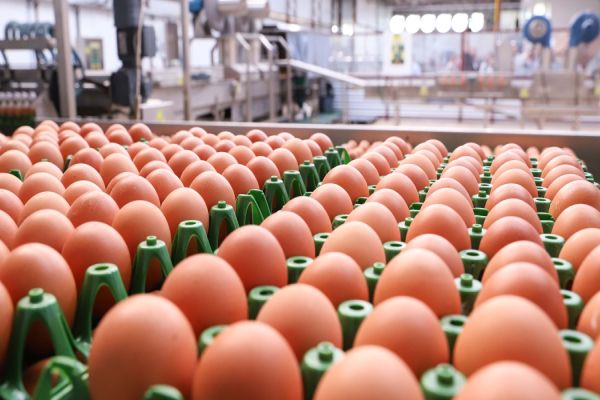 202 milhões de dúzias: produção de ovos para consumo cresce 5,7% no Paraná em 2024
