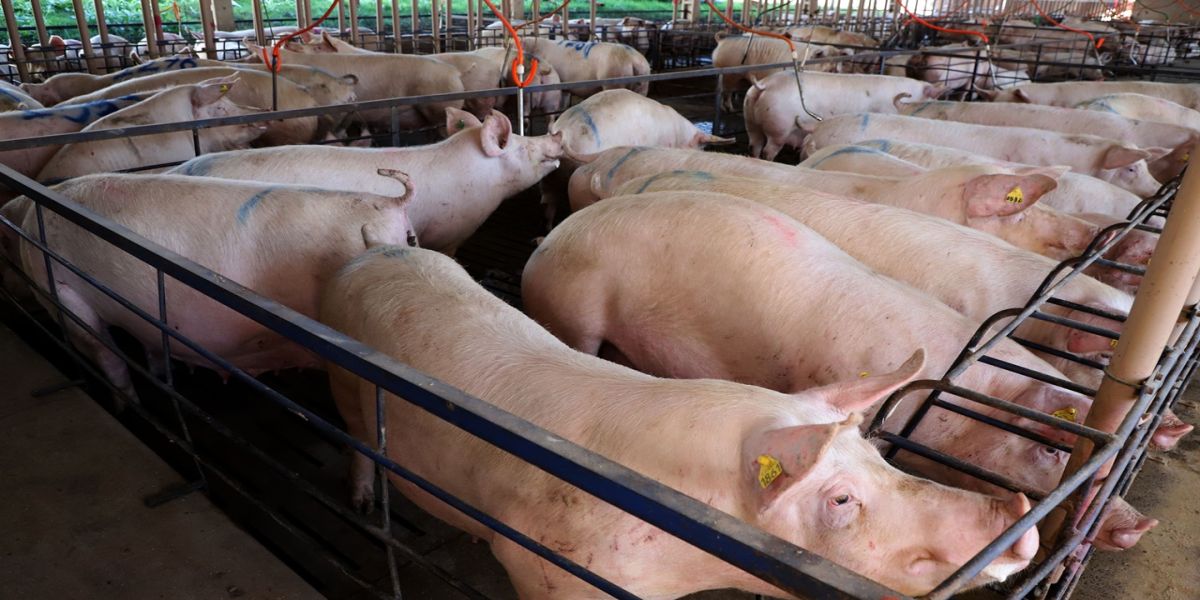 Paraná alcança em março de 2025 o 2º maior aumento das exportação de carne suína