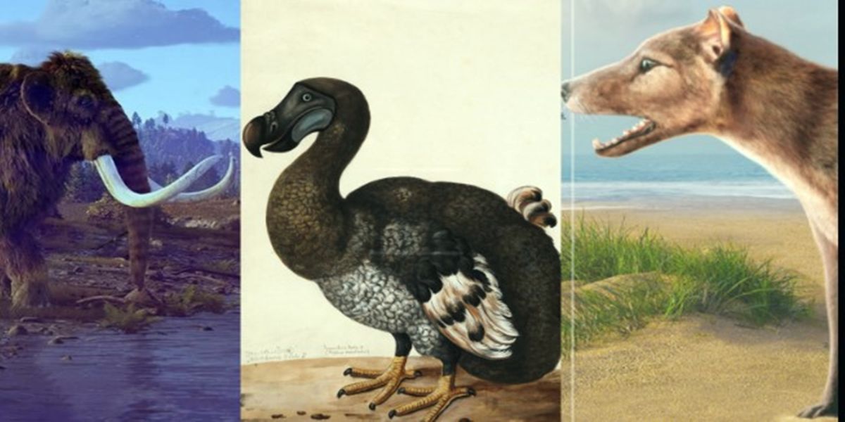 Startup americana quer trazer de volta mamutes, tigres-da-Tasmânia e dodôs usando engenharia genética