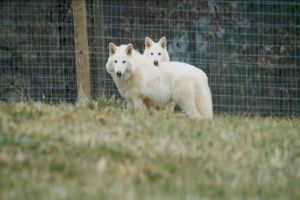 Imagem referente à notícia: Empresa nos EUA cria lobos parecidos com espécie extinta há 10 mil anos