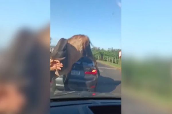 Impressionante! Touro causa pânico ao perseguir homem e subir em BMW com criança dentro