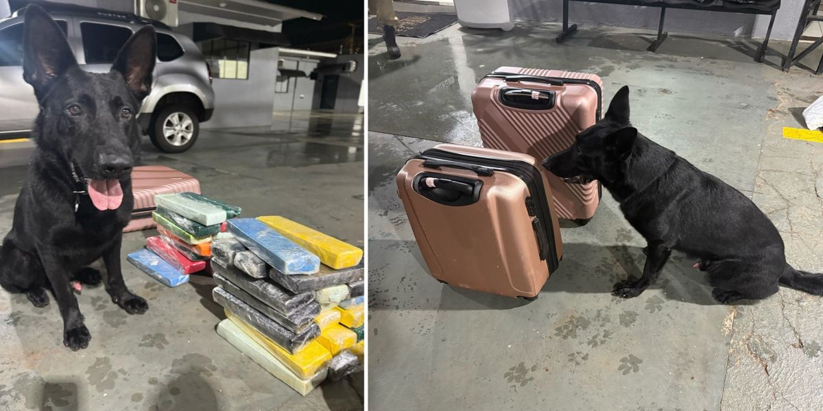 Cão farejador do BPRv ajuda a localizar mais de 39 kg de maconha em ônibus na PR-239