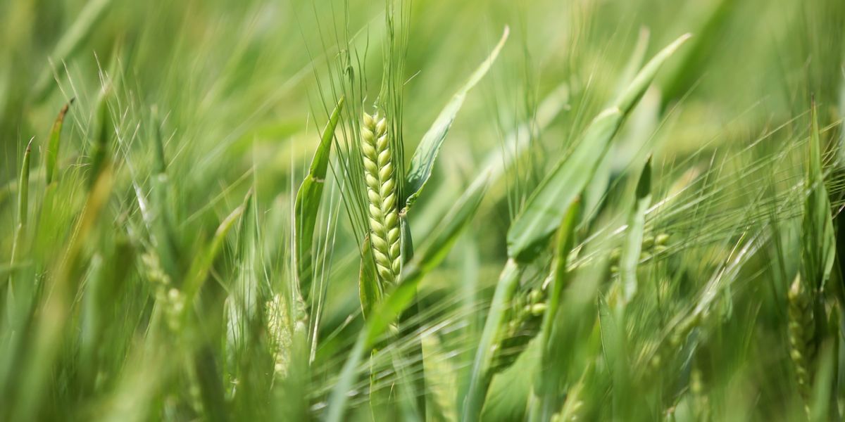 Paraná pode ter maior área de cevada da história e consolidar liderança de produção