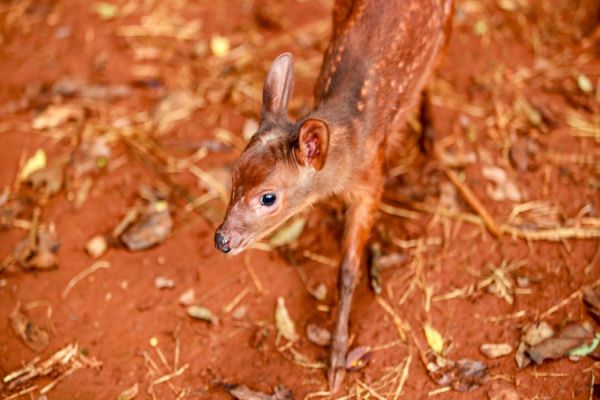Imagem referente a notícia: Novos filhotes nascem no Zoológico de Cascavel e comunidade poderá escolher nome de veadinho ameaçado de extinção