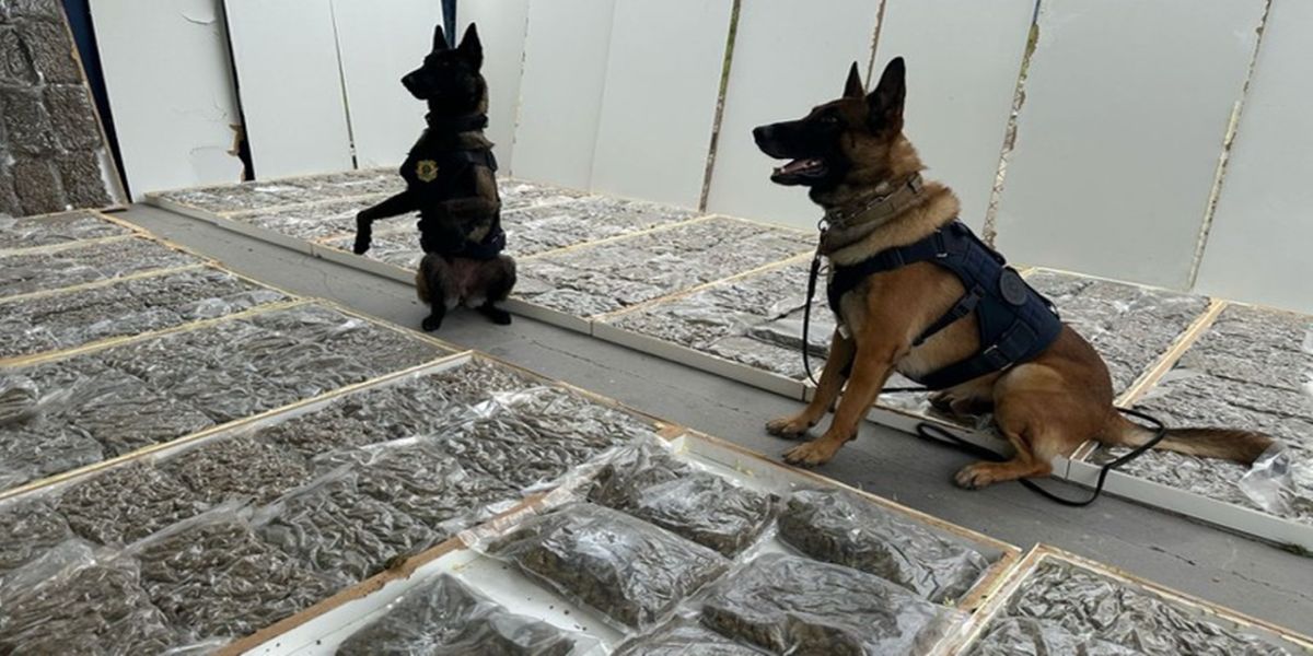 PRF apreende mais de 100 quilos de maconha dentro de portas de madeira no Paraná