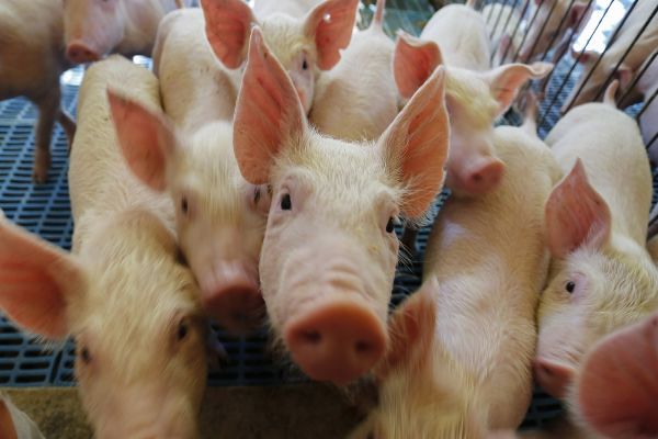 Exportação de carne suína do Paraná cresce 7,9% em 2025 e atinge maior volume da história