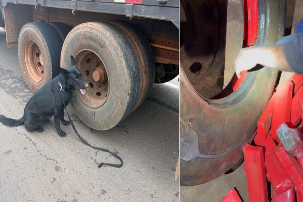 Operação na PR-323 Apreende Mais de 250 Kg de Maconha Escondidos em Pneus de Caminhão