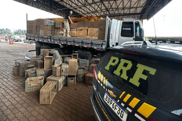 PRF apreende mais de 19 mil unidades de cigarros eletrônicos em Cascavel