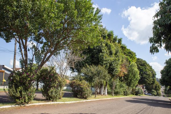 Projeto de lei possibilita que morador pague empresa para fazer poda de árvore em Cascavel