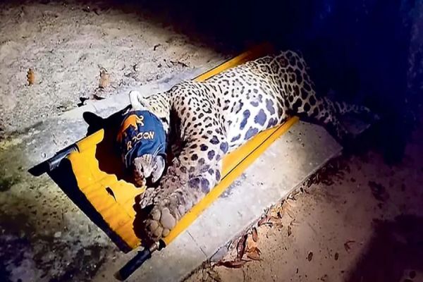 Imagem referente a notícia: Ossos são achados em fezes de onça-pintada que matou caseiro